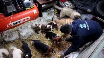 YAVRU KÖPEKLER - Yavru köpekler açık artırmayla satıldı