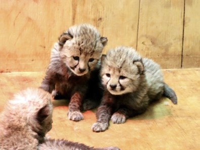 ABD'de Bir Çita 8 Yavru Dünyaya Getirdi