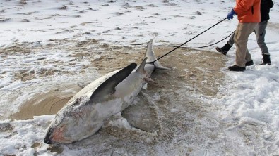 ABD'de köpek balıkları dondu