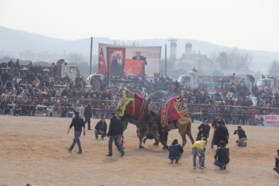 Burhaniye'de 'Zeytin Ve Zeytinyağı Hasat Festivali'