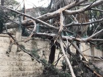 SOĞUK HAVA DALGASI - Filistin'de Şiddetli Yağış Ve Fırtına Ağaçları Devirdi