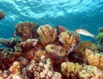 MERCAN RESIFLERI - Mercan resifleri yok olmak üzere