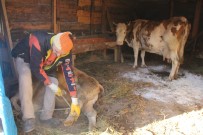 Şarbon geri döndü