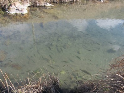 Sivas'ta Balıklı Kaplıca Kaynağı Boşa Akıyor