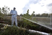 KUYULAR - Haşere İle Mücadele Çalışmaları