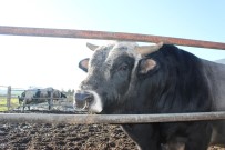 KLON - Prof. Dr. Arat Açıklaması 'Klon Sığırların Etinden Ve Sütünden Faydalanılabilir'