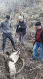 Elazığ'da Koruma Altındaki 2 Dağ Keçisi Kaçak Avcıların Kurbanı Oldu