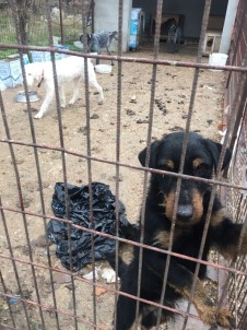 Kırklareli'de Köpeklerin Kötü Şartlarda Kaldığı Barınak Yıkıldı