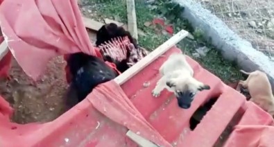 Sokak Köpekleri Ölüme Terk Edildi