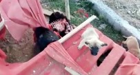 SOKAK KÖPEKLERİ - Sokak Köpekleri Ölüme Terk Edildi