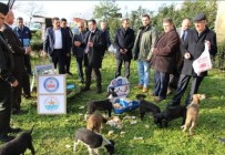 UĞUR SEZER - Yalova Armutlu'da Sokak Hayvanları Unutulmadı
