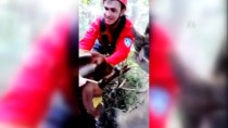 Balıkesir'de Keçi Kurtarma Operasyonu