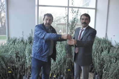 Finike Ziraat Odasından Ücretsiz Zeytin Fidanı