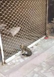 AHMET ER - Kepenge Sıkışan Kediyi İtfaiye Kurtardı