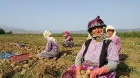 HÜSEYIN TÜRKOĞLU - Ödemiş Patatesi Ücret, Yağış Ve Adaptasyon Kıskacında