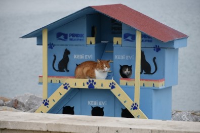 Pendik'te Denize Nazır Kedi Evleri