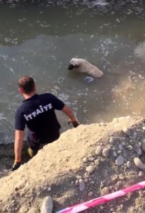 Ağrı'da Su Dolu Çukurda 2 Gün Mahsur Kalan Köpeği İtfaiye Kurtardı