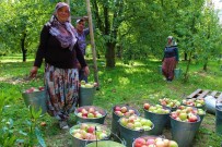 BALKAR - Amasyalılar 2 Bin Yıldır Elma Yetiştiriyor