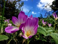Doğal Meteoroloji Sistemi 'Vargit Çiçekleri' Yaylaları Süslüyor