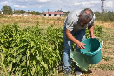 Müşteri, Tarladan Sebzesini Toplayıp Kendi Alıyor