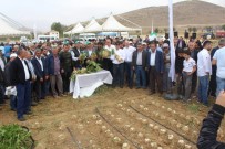 ŞEKER ORANI - Damla Sulama İle Şeker Pancarında Verim Artışı Sağlanıyor