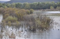 YABAN ÖRDEĞİ - Kuyucuk Gölü Kurudu, Yaban Hayvanları Baraj Gölüne Sığındı