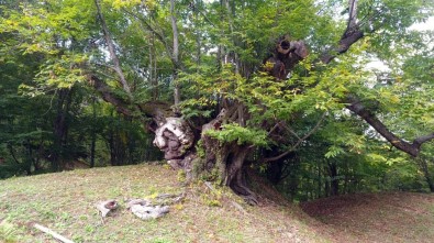 6 Asırlık Kestane Ağacı