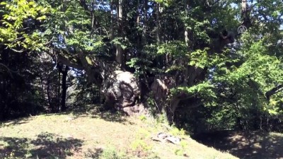 600 Yıllık Anıt Ağaç Köylünün Geçim Kaynağı