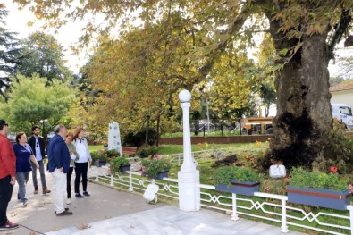 Atatürk'ün 400 Yaşındaki Çınar Ağacı Bakıma Alındı