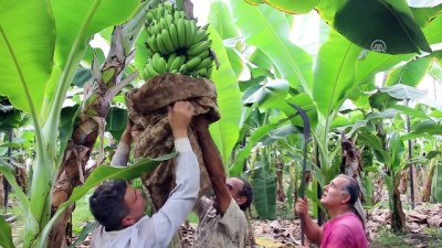 Hatay'da On İki Yılda Muz Üretiminde Sevindirici Artış
