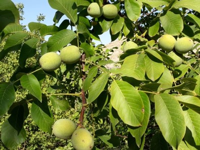 Iğdır'da Ceviz Ekimi