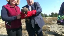 ORMAN YANGıNLARı - Tedavisi Tamamlanan Akbaba Ve Kartal Doğaya Bırakıldı