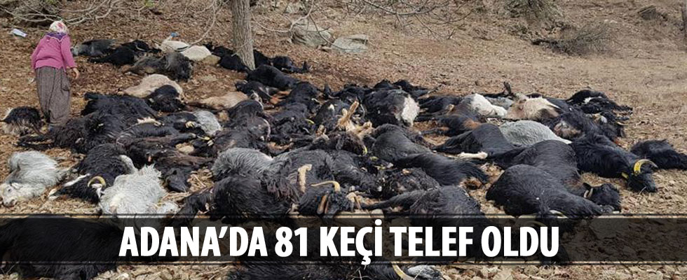 Adana'da yıldırım isabet eden 81 keçi telef oldu
