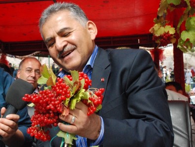 Melikgazi Ceviz Ve Gilaboru Şenliği Başlıyor