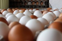 TAKVİM - Tavuk Yumurtası Üretimi Arttı