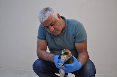 Tunceli'de Tedavisi Yapılan Kartal, Doğaya Bırakıldı