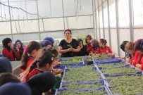 ORTAÖĞRETİM - 'Yeşeren Çocuklar' Projesi 45 Çocukla Start Aldı