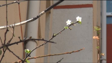 Kastamonu'da Sıcağa Aldanan Meyve Ağaçları Çiçek Açtı