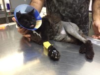 SOKAK KEDİSİ - (ÖZEL) Ayakları Parçalanan Kedi Ölümden Kurtarıldı