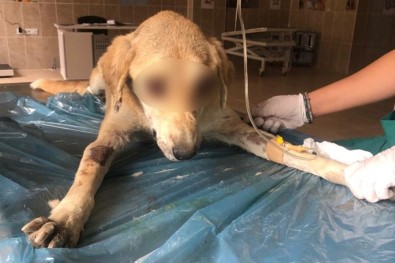Van'da TVT Hastası Köpek Tedavi Altına Alındı