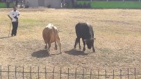 'Derekapı Güz Boğa Güreşleri' Yapıldı