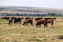 Diyarbakır'da Köyden Kente Göçün Önüne Geçecek Proje
