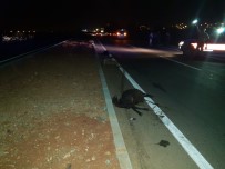 Aracıyla sürünün içine daldı