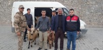 Jandarma'dan Hayvan Hırsızlarına Operasyon
