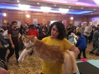 ANKARA KEDİSİ - Kediler Güzellik Yarışmasında Birinci Olmak İçin Yarıştı