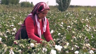 Tarımda Gelin-Kayınvalide Dayanışması