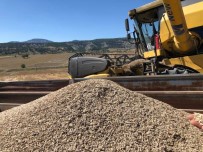 TAAHHÜT - 10 Bin Yıllık İza Buğdayı Yeniden Toprakla Buluşacak