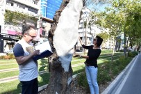 ŞAIR EŞREF - Anıt Ağaçlara Gençlik Aşısı