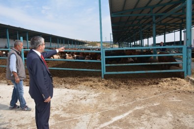 Başkan Vidinel'den Besi Çiftliğine Ziyaret