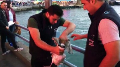 Galata Köprüsünde Balıkçıların Oltasına Balık Değil, Martı Takıldı